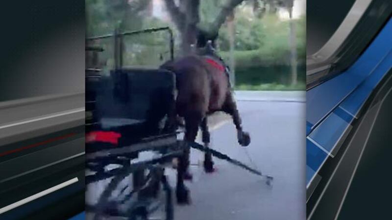 Charleston Animal Society officials said the video was captured on Sunday night on Anson Street.