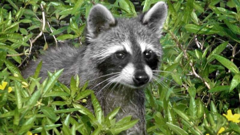 The South Carolina Department of Health and Environmental Control confirmed a raccoon in...