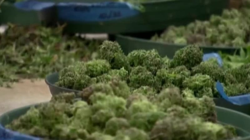 SC Marijuana Bill