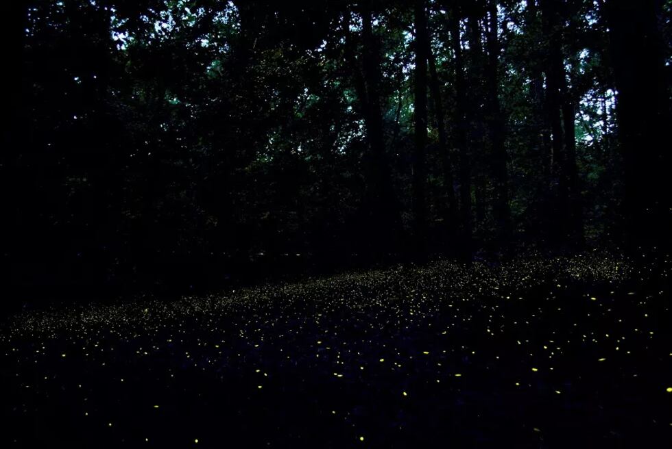 Synchronous Fireflies light up the forest at dusk.