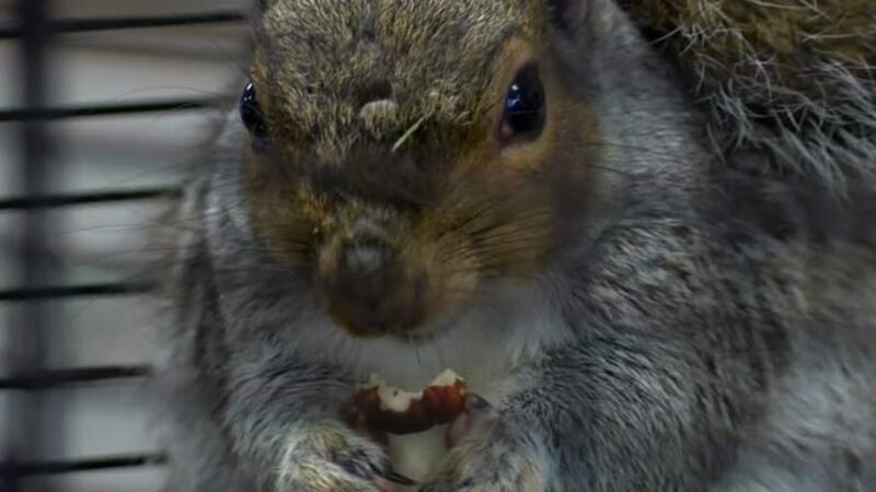 ChrisChris, a decendent of Gnocchi the squirrel who accurately predicted the last three...