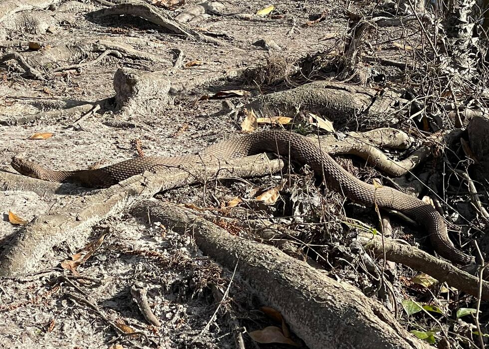 A large snake was seen by a hiker at Jeffries Creek Park in Florence.