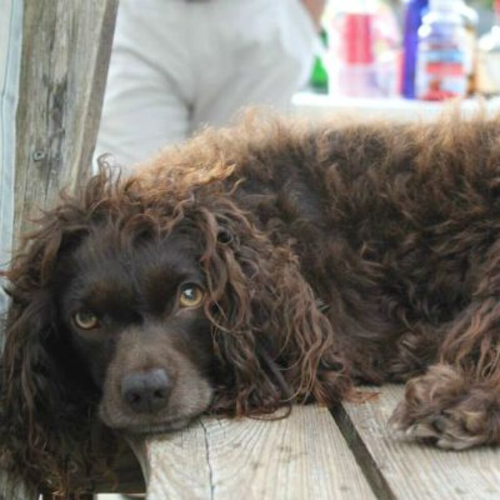 Mayble, the Boyken Spaniel that died. (Source: Facebook)