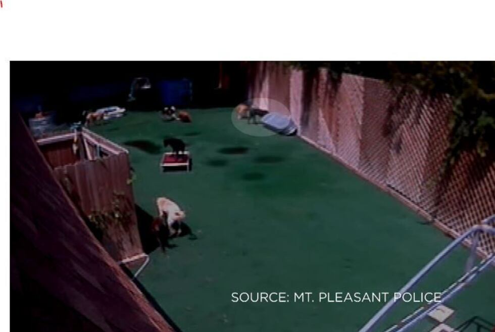 Surveillance footage showed Zane (highlighted) walked under a metal pool before becoming...