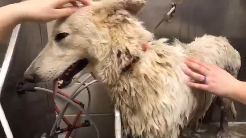 CAS was contacted by the Humane Society of the United States to assist in an operation...