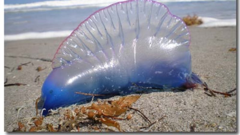According to City of Folly Beach officials, there have also been multiple sightings of the sea...