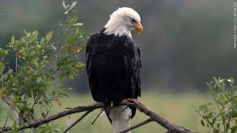 FILE: An American bald eagle is seen perched on the branch of a tree in this photo from Oct....
